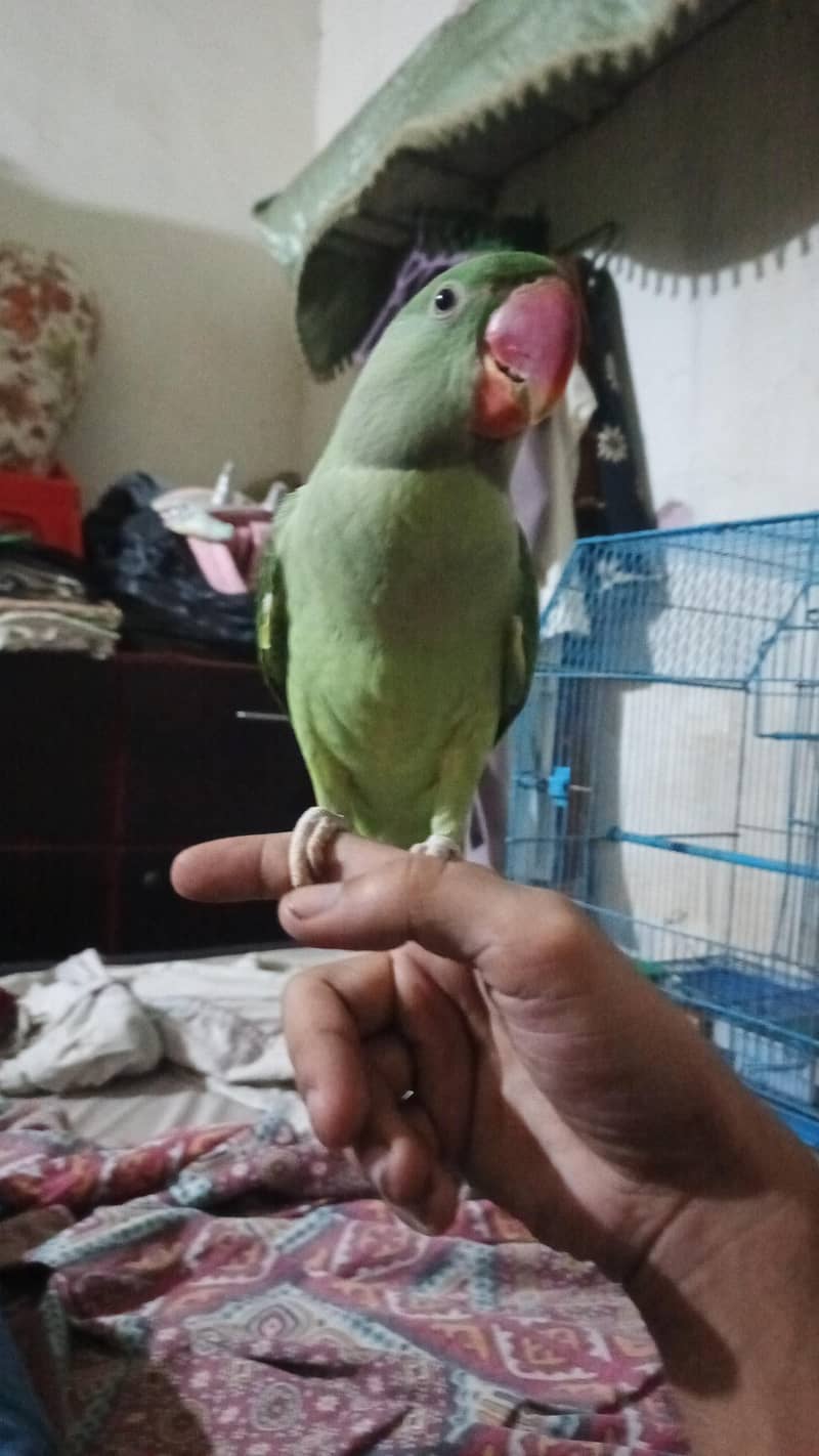 raw parrot 1