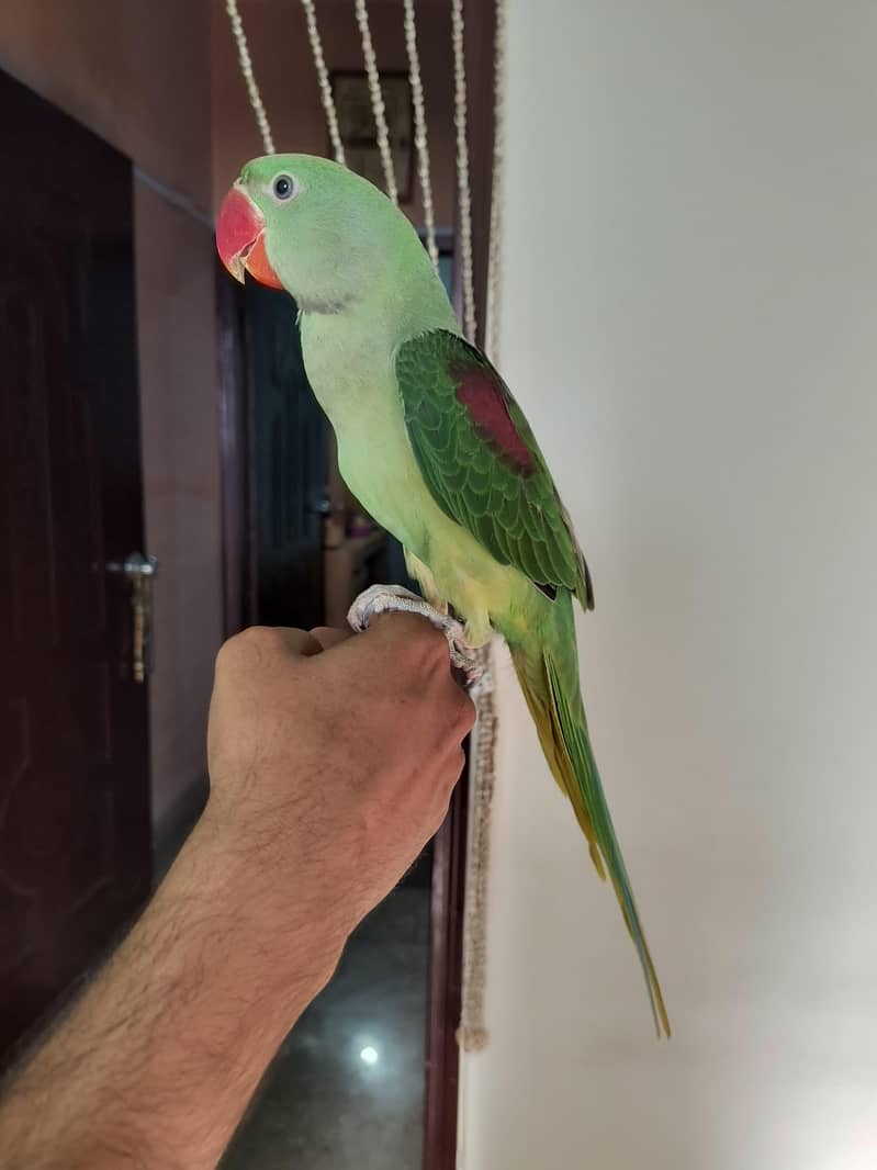 raw parrot 2