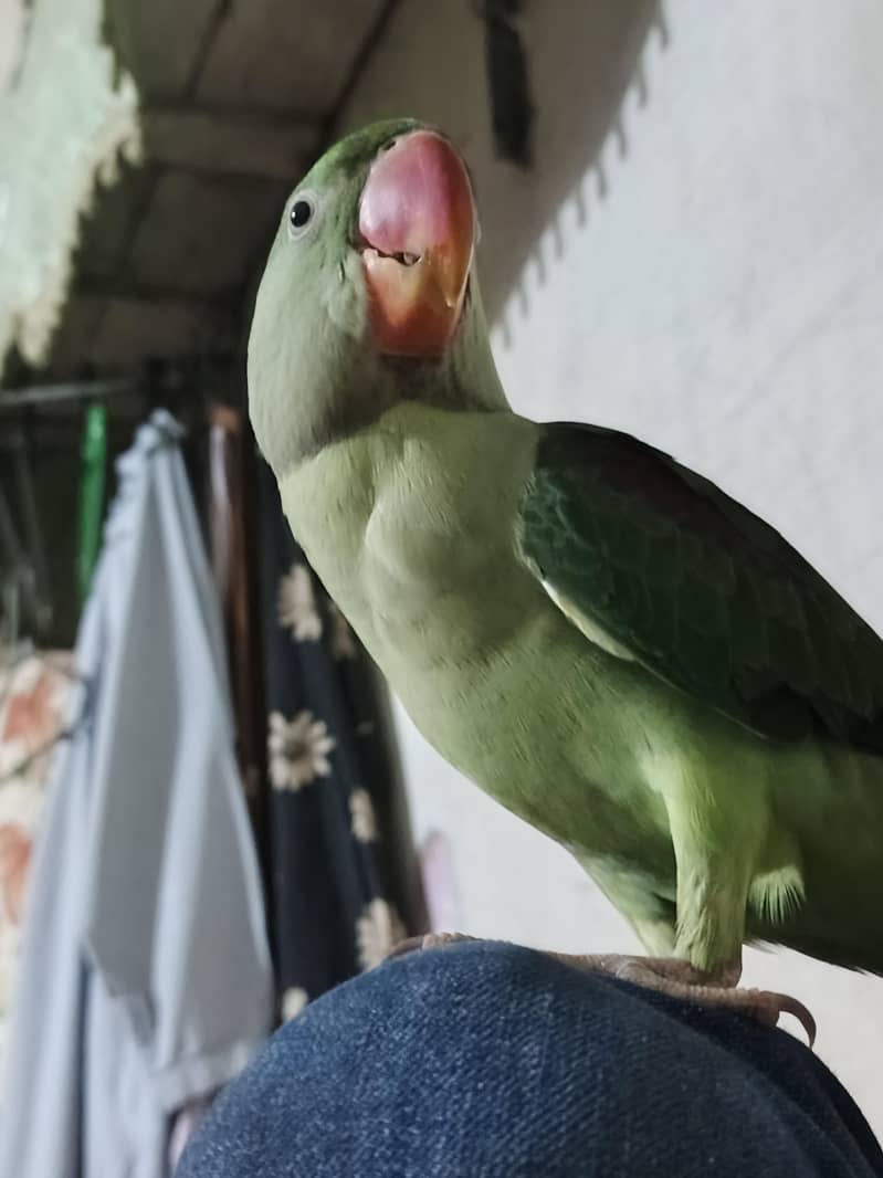 raw parrot 3
