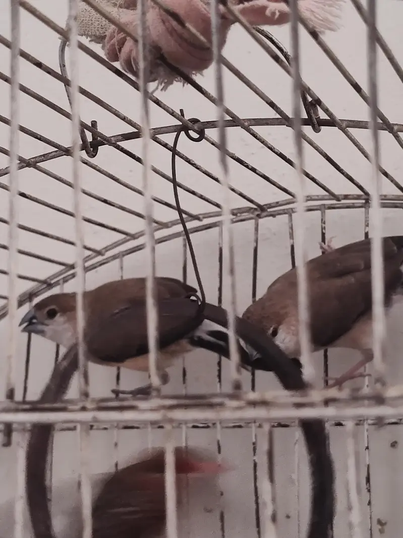 Silver Bill Finch — photo 2