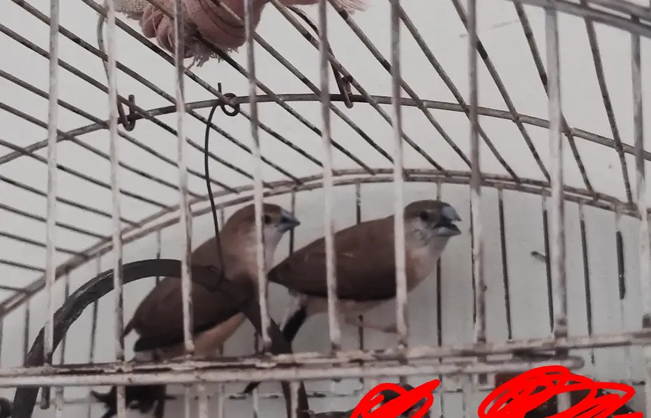 Silver Bill Finch — photo 3