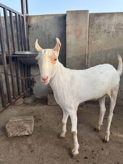 White tedda male fresh 2 daant khassi very active