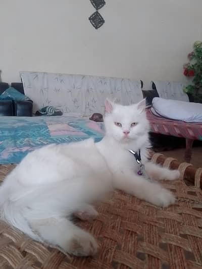 Persian cat female for sale