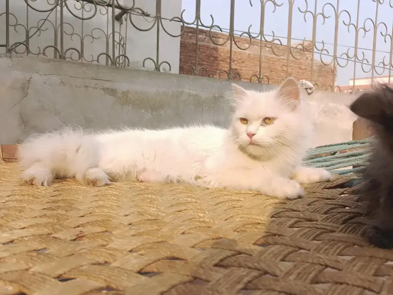 Persian cat female for sale — photo 2