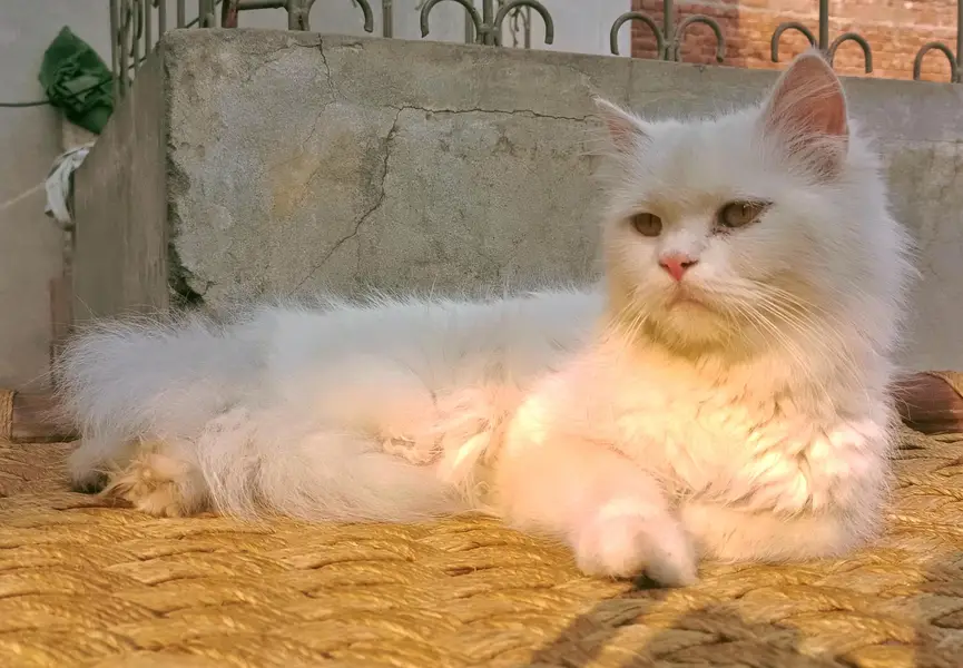 Persian cat female for sale — photo 3