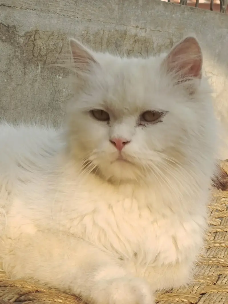 Persian cat female for sale — photo 4