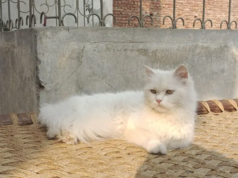 Persian cat female for sale — photo 5