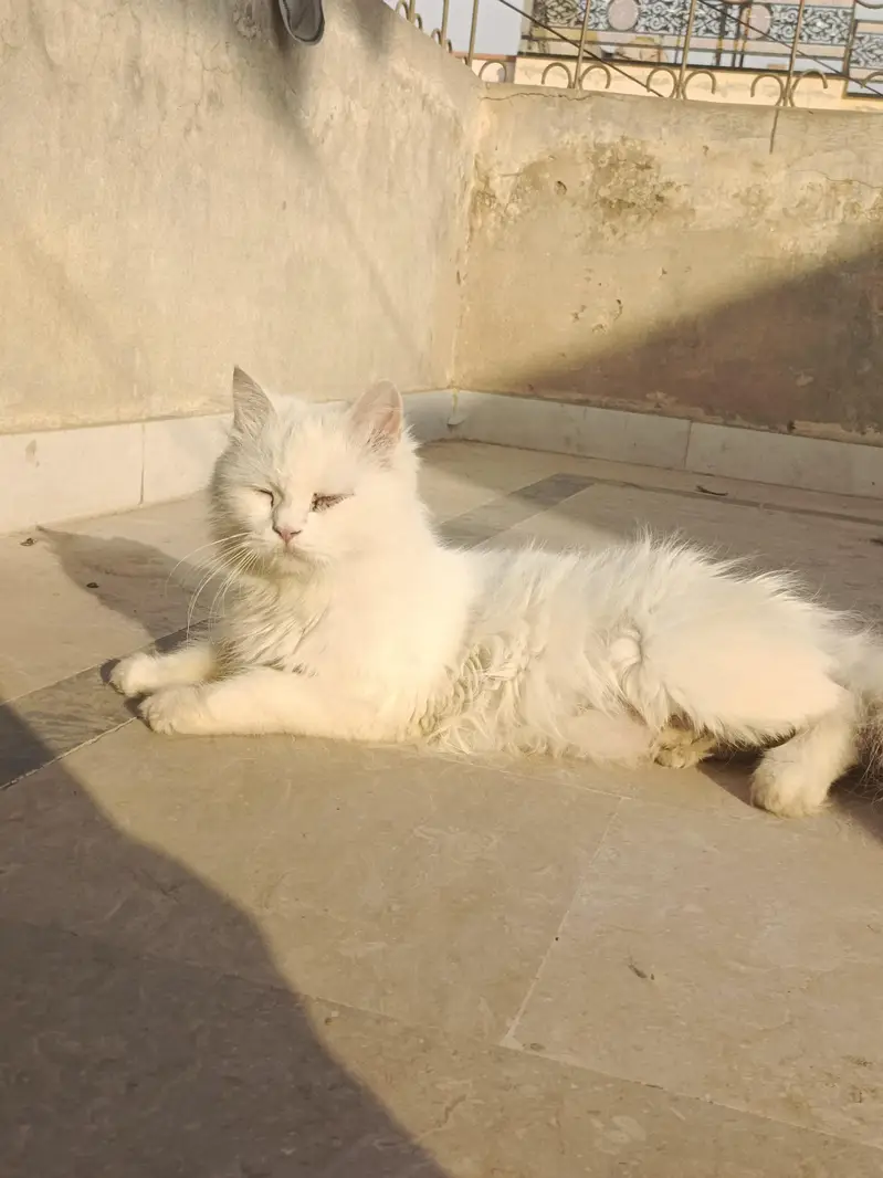 Persian cat female for sale — photo 7