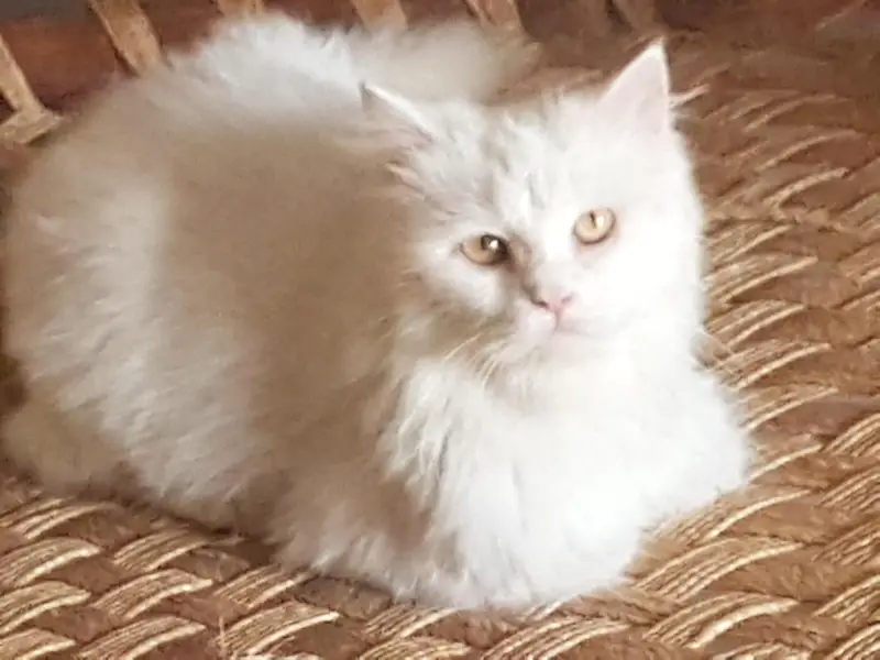 Persian cat female for sale — photo 8