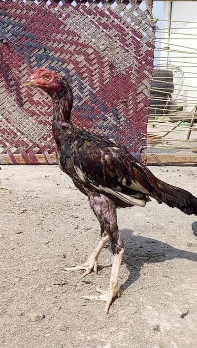 2 aseel mianwali patha