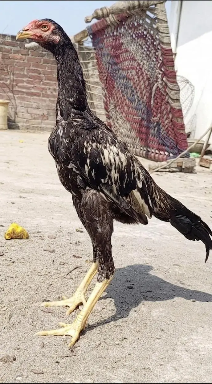 2 aseel mianwali patha — photo 2