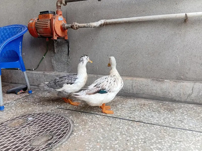 sasti ducks for sale