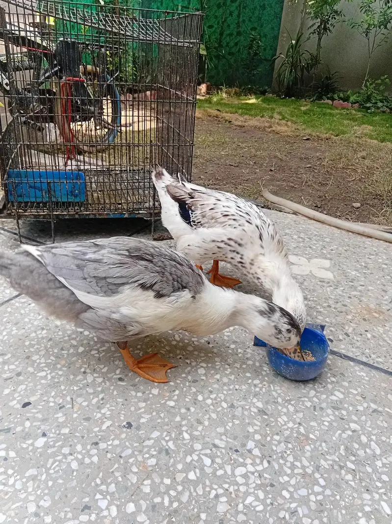 sasti ducks for sale — photo 2