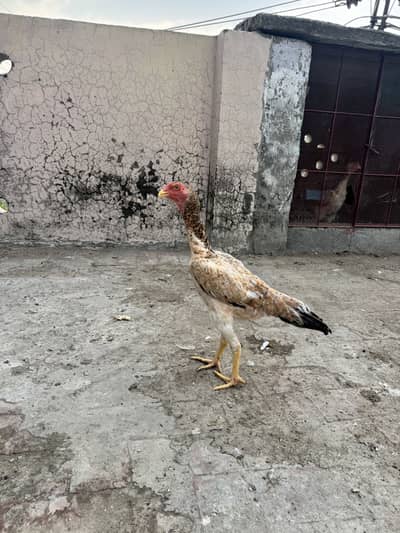 Shamoo female pathyi for sale
