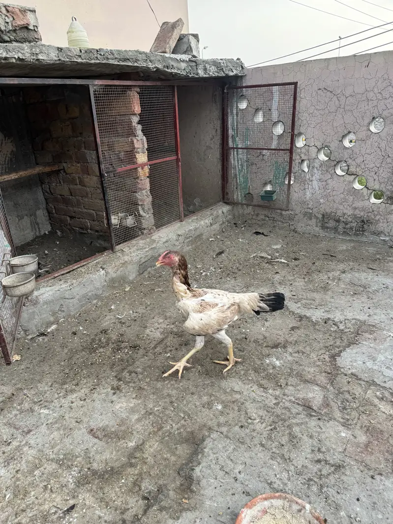 Shamoo female pathyi for sale — photo 2