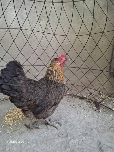 Eggs laying Desi hens