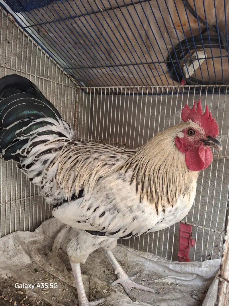Eggs laying Desi hens — photo 2