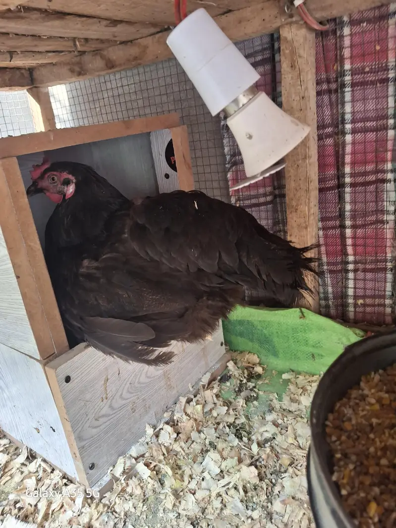 Eggs laying Desi hens — photo 3