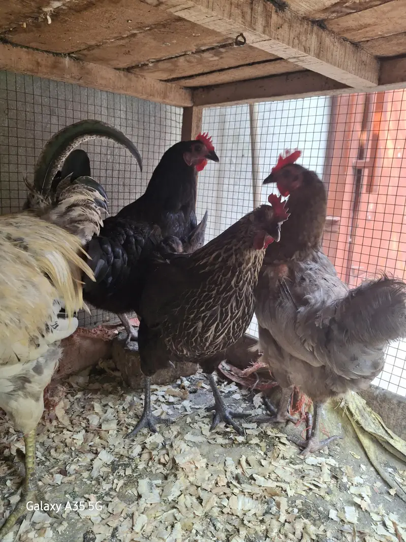 Eggs laying Desi hens — photo 4