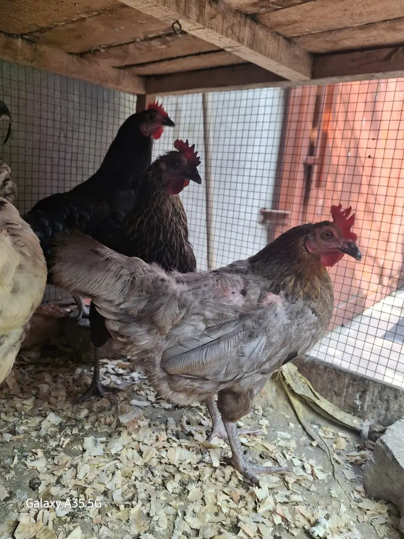 Eggs laying Desi hens — photo 5