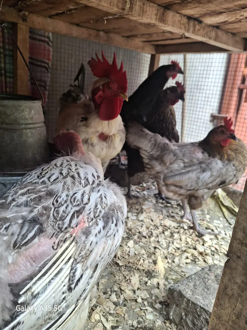 Eggs laying Desi hens — photo 6