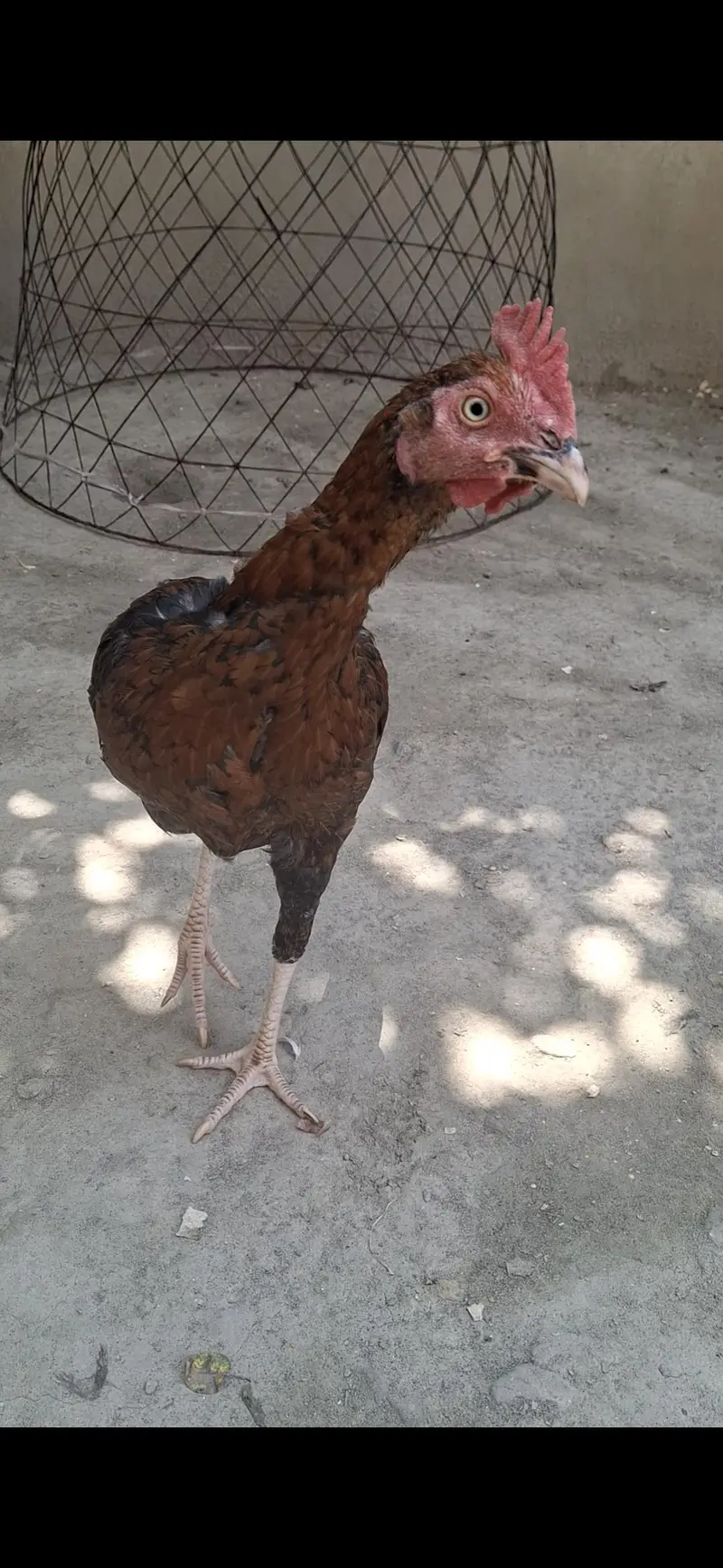 Eggs laying Desi hens — photo 8