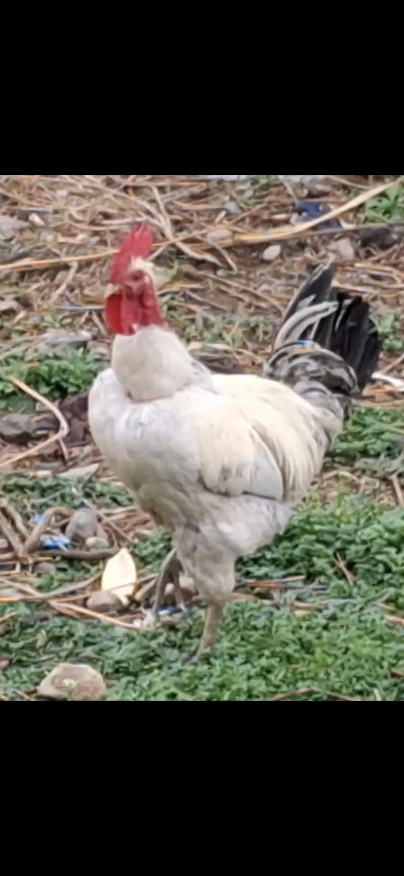 Eggs laying Desi hens — photo 9