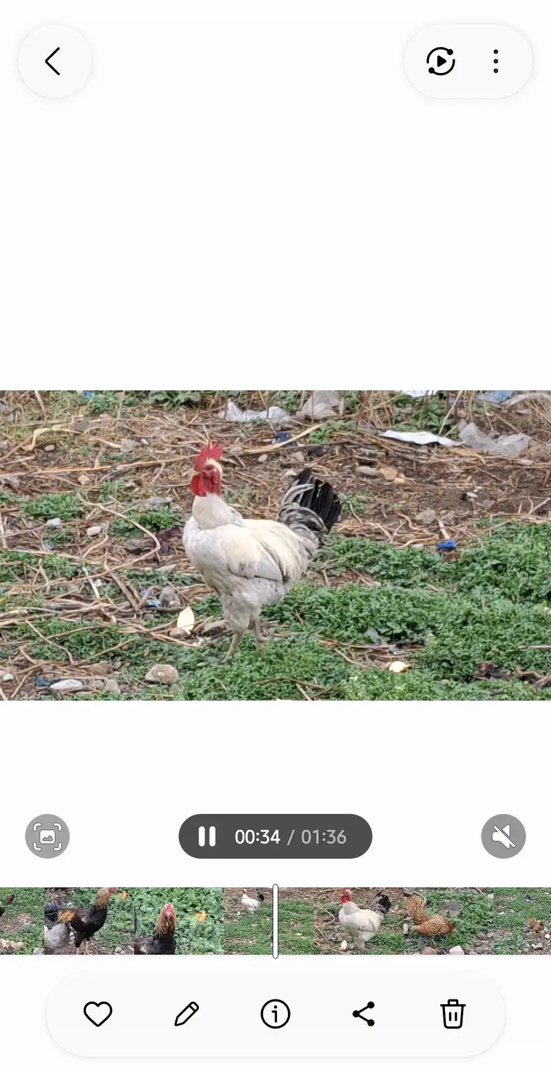 Eggs laying Desi hens — photo 10