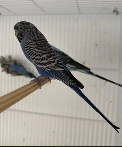 black face blue budgies bonded healthy pair