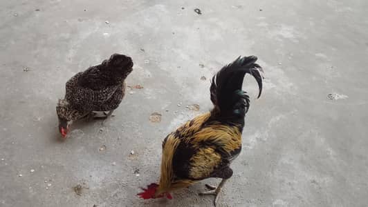 I am selling my home desi hens
