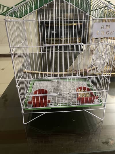 White Cockatiel for sale with cage