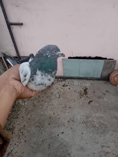 pigeon sellers