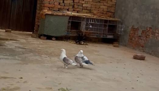 sentient pigeon
