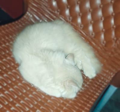  Beautiful Persian Triple Coat Kitten for Sale | Healthy & Cute