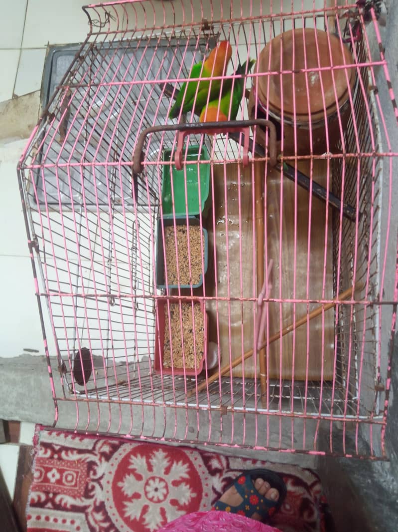 Cages 10
