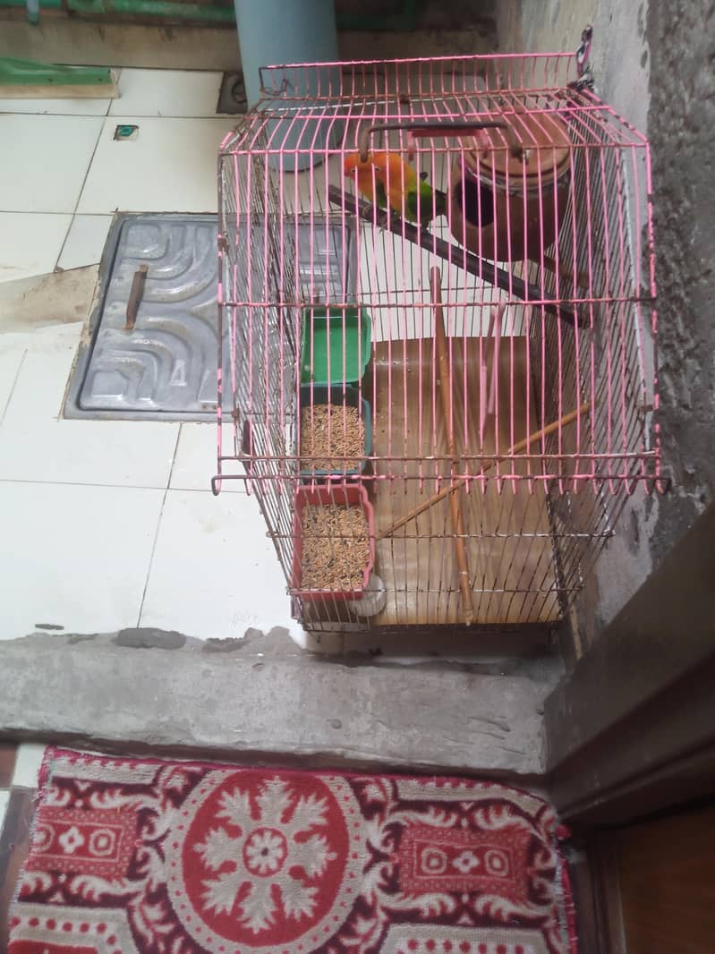 Cages 11