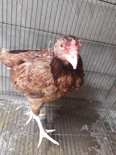 Pure Aseel Hen For Sale