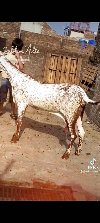 dasi makhi cheeni bakri