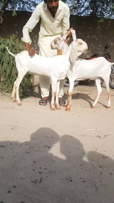 2 Female Urgent For Sale _ 03203194073