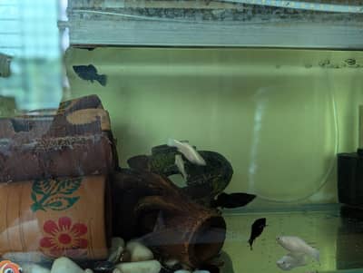 Molly fishes with babies