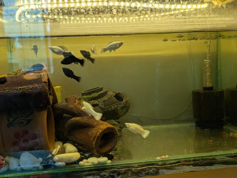 Molly fishes with babies — photo 2