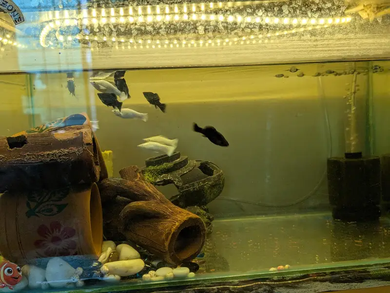Molly fishes with babies — photo 3