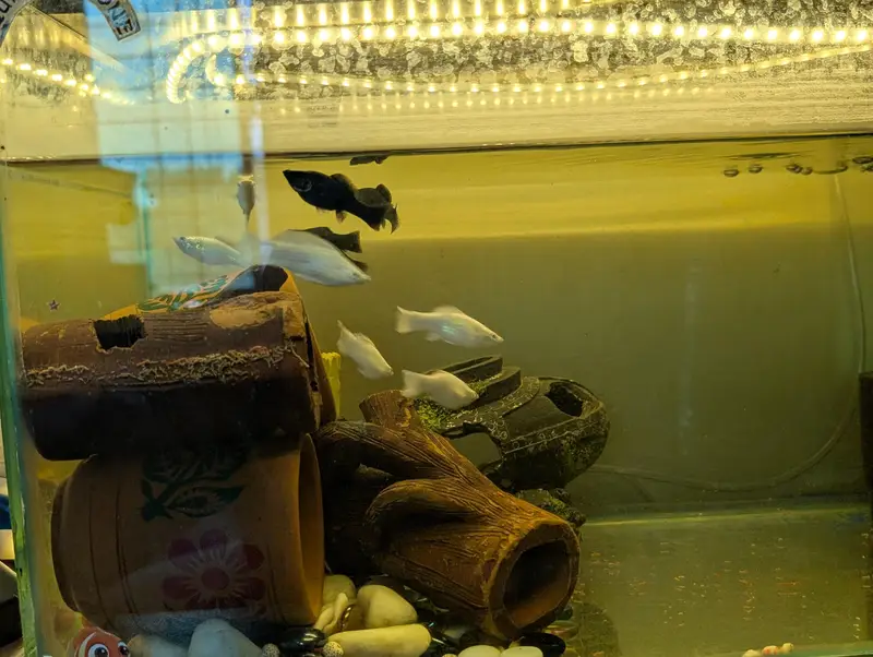 Molly fishes with babies — photo 4