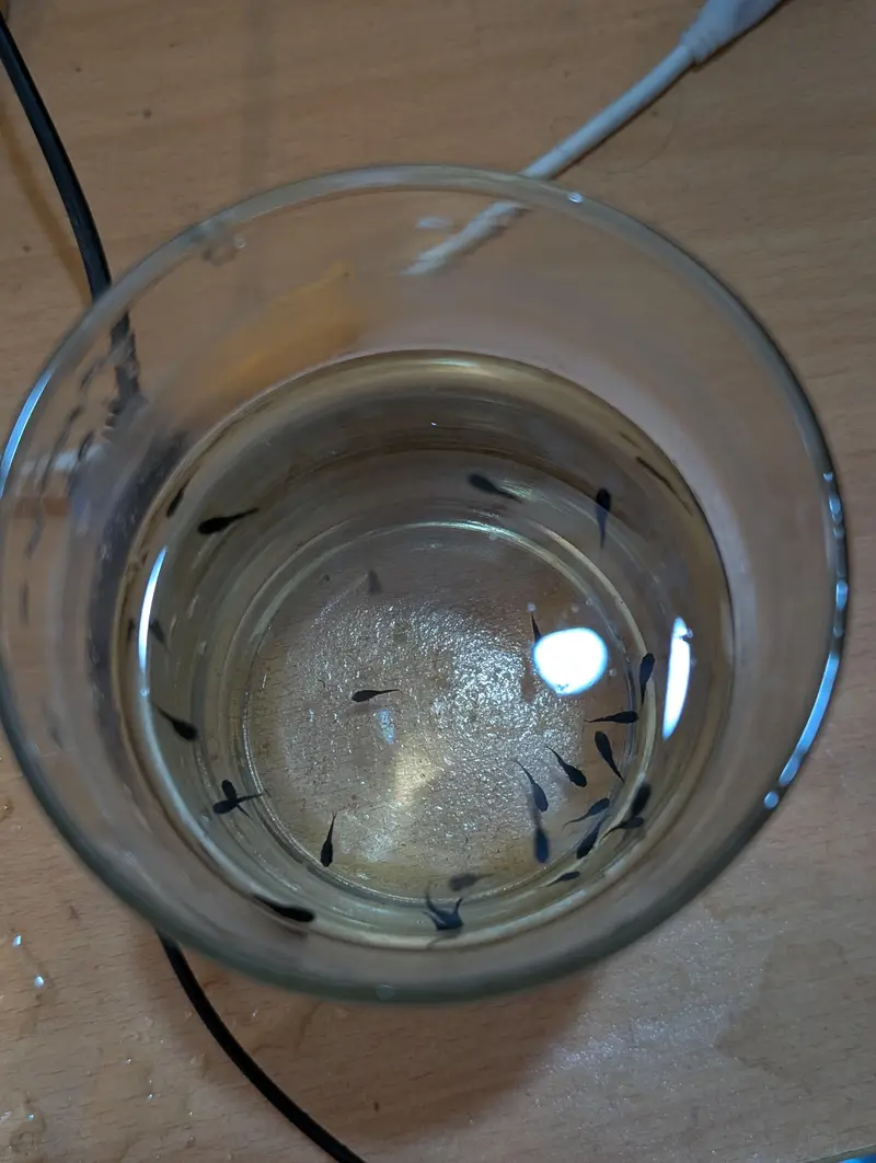 Molly fishes with babies — photo 5