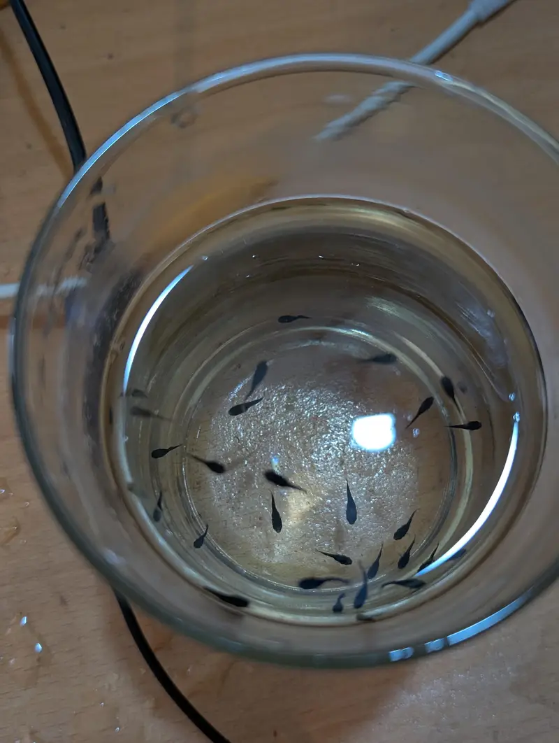 Molly fishes with babies — photo 6