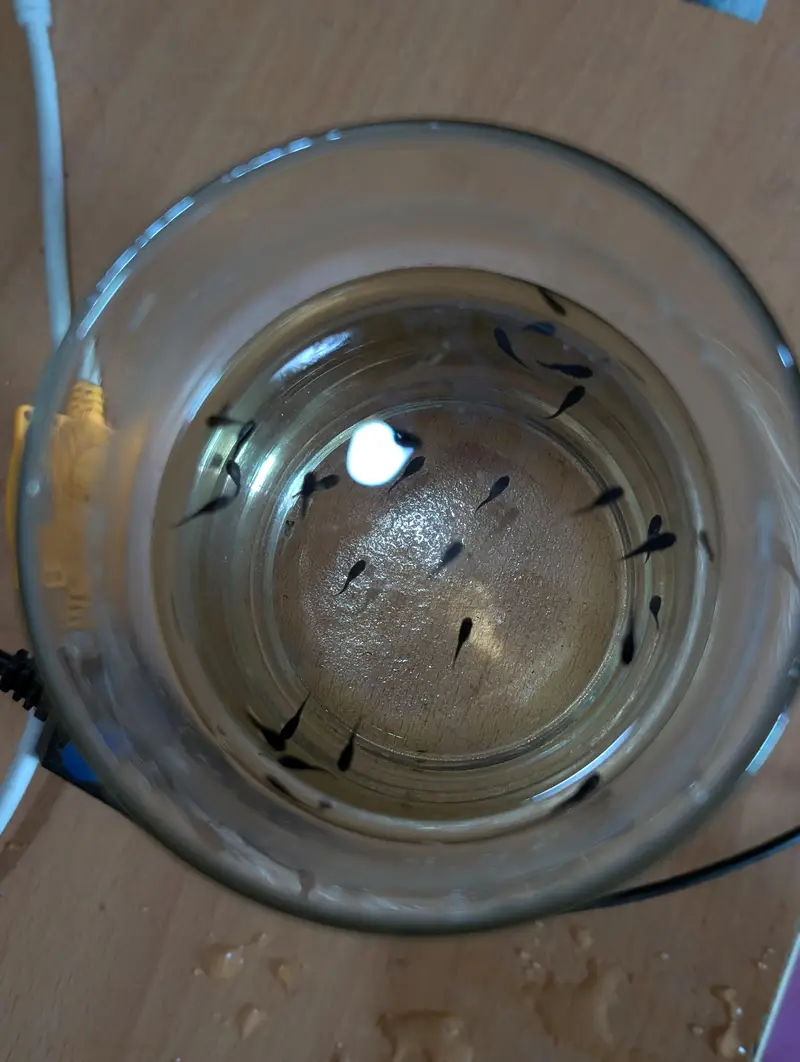 Molly fishes with babies — photo 7