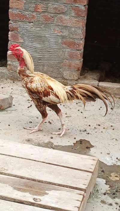 Mianwali aseel for sale