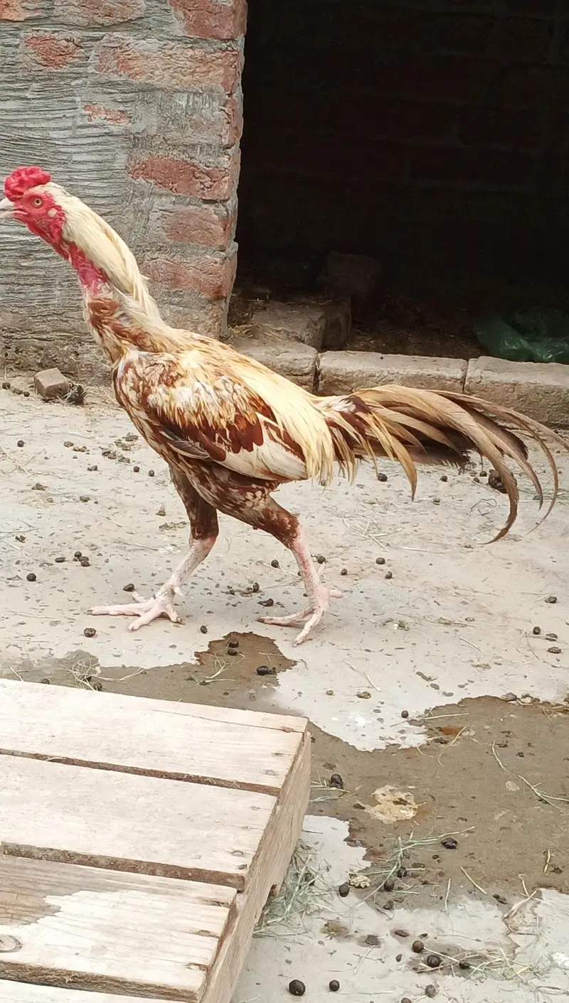 Mianwali aseel for sale — photo 2