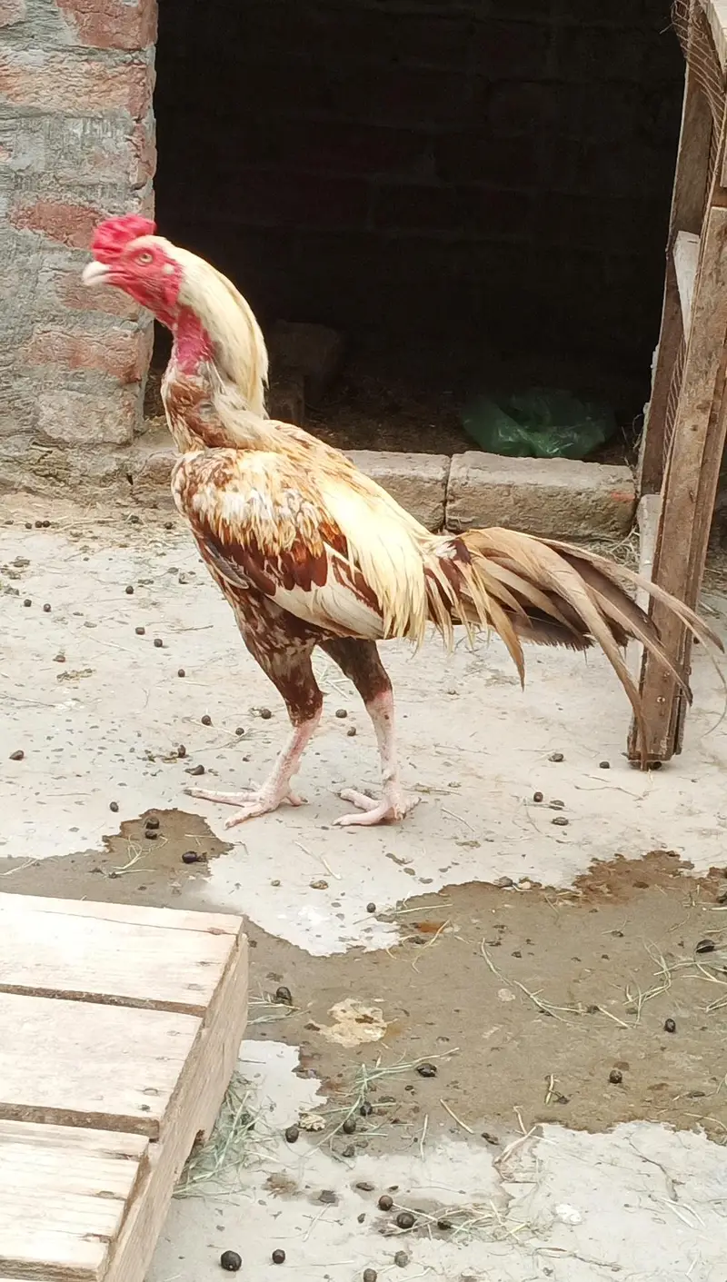 Mianwali aseel for sale — photo 3