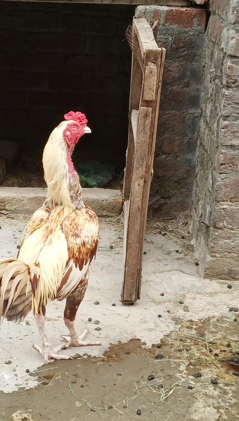 Mianwali aseel for sale — photo 4